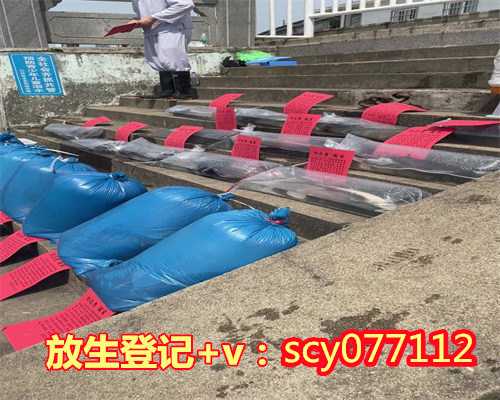 广东何地可以放生河蚌，广东捕获250斤超大龙趸价值5万