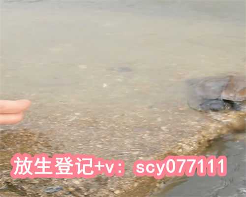 甲鱼和泥鳅能一起代放生吗，监利县一村民捡到50岁大甲鱼已送往长江放生